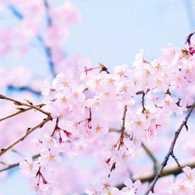 49图库一资料中心截图